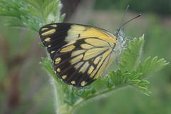 Belenois creona