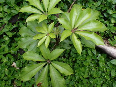 Schefflera digitata