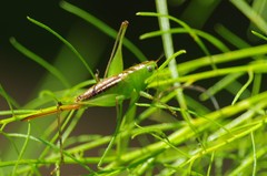 Odontoxiphidium apterum