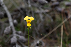 Diuris aurea