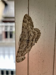 Hypomecis punctinalis conferenda