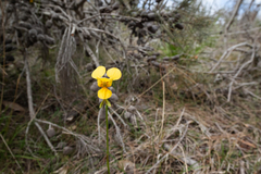 Diuris aurea