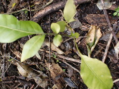Dysoxylum spectabile
