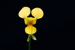 Diuris aurea