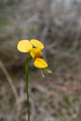 Diuris aurea