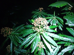 Euphorbia mellifera