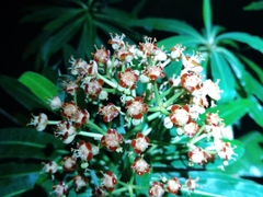 Euphorbia mellifera