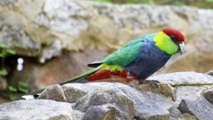 Purpureicephalus spurius