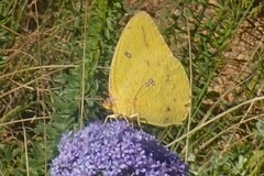 Catopsilia florella