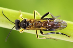 Tenthredo temula