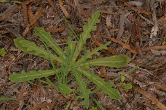 Reichardia tingitana