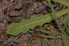 Reichardia tingitana