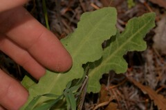 Reichardia tingitana