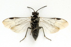 Dolerus picipes