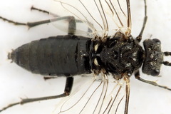 Dolerus picipes