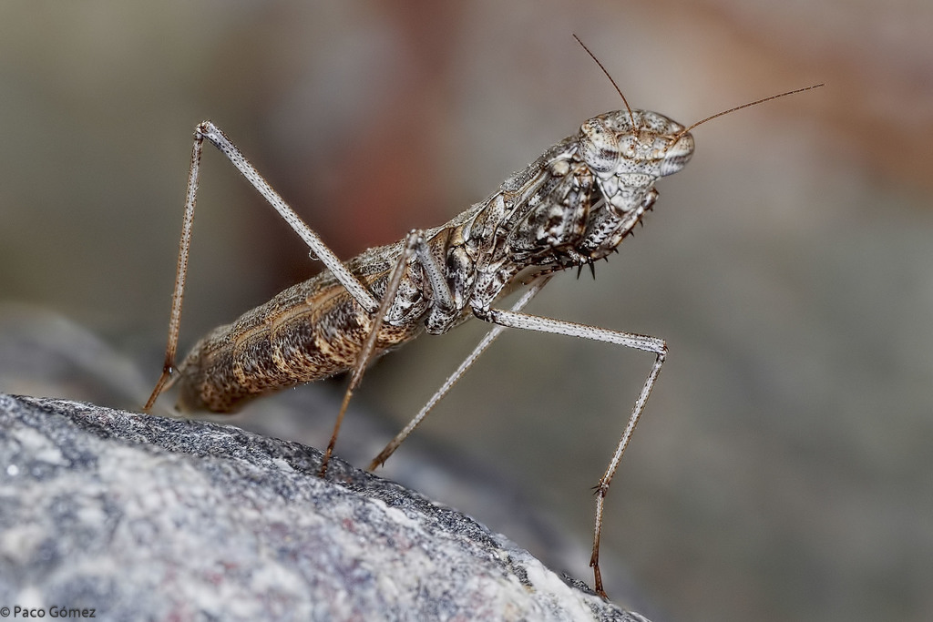 Wingless Ground Mantis