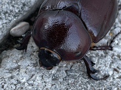 Phyllognathus excavatus