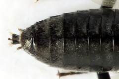 Dolerus picipes
