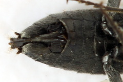 Dolerus picipes