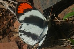 Colotis euippe omphale