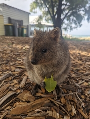 Setonix brachyurus