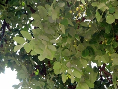 Ekebergia benguelensis image