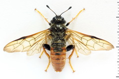 Trichiosoma aenescens