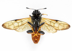 Trichiosoma aenescens