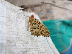 Argynnis hyperbius hyperbius