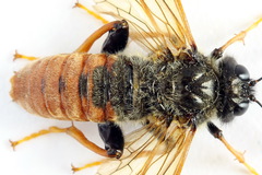 Trichiosoma aenescens