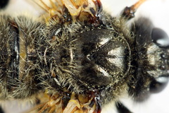 Trichiosoma aenescens