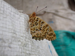 Argynnis hyperbius hyperbius