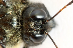 Trichiosoma aenescens