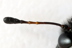 Trichiosoma aenescens