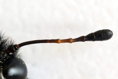 Trichiosoma aenescens