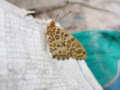 Argynnis hyperbius hyperbius
