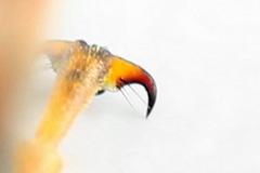 Trichiosoma aenescens