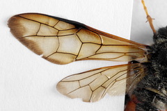 Trichiosoma aenescens