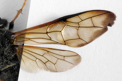 Trichiosoma aenescens