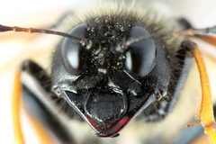 Trichiosoma aenescens