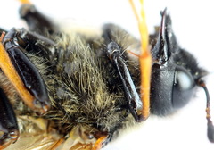 Trichiosoma aenescens