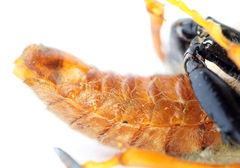 Trichiosoma aenescens