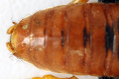Trichiosoma aenescens
