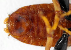 Trichiosoma aenescens