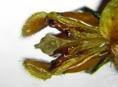 Trichiosoma aenescens