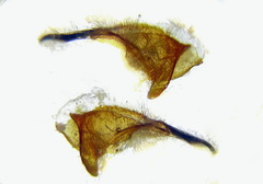 Trichiosoma aenescens