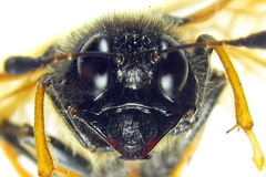 Trichiosoma aenescens