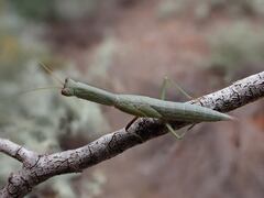 Orthodera