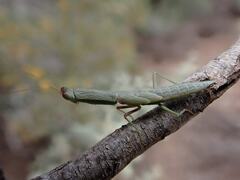 Orthodera