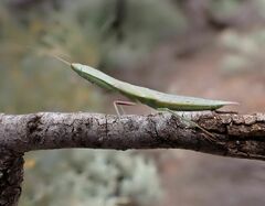 Orthodera
